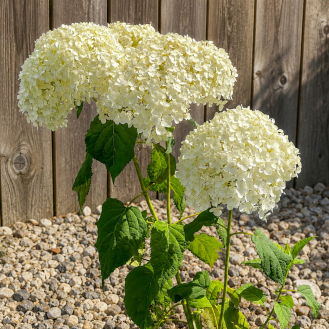 Hortenzia stromčekovitá (Hydrangea arborescens) ´ANNABELLE´ – výška 20-30 cm, kont. C2L Hortenzia stromčekovitá (Hydrangea arborescens) ´ANNABELLE´ – výška 20-30 cm, kont. C2L