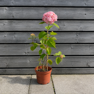 hover image