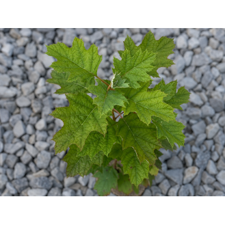 hover image