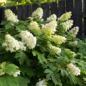 Hortenzia dubolistá (Hydrangea quercifolia) 'ALICE' – výška 30-50 cm, kont. C2L Hortenzia dubolistá (Hydrangea quercifolia) 'ALICE' – výška 30-50 cm, kont. C2L