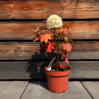 Hortenzia dubolistá (Hydrangea quercifolia) 'TARA' – výška 20-40 cm, kont. C2L