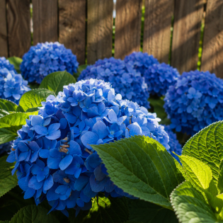 Hortenzia kalinolistá (Hydrangea macrophylla) ´ADRIA´ – výška 30-50 cm, Ø 20-30 cm, kont. C3L Hortenzia kalinolistá (Hydrangea macrophylla) ´ADRIA´ – výška 30-50 cm, Ø 20-30 cm, kont. C3L