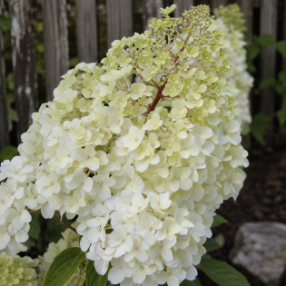 Hortenzia metlinatá (Hydrangea paniculata) ´DIAMANTINO´® – výška 30-60 cm, kont. C2L