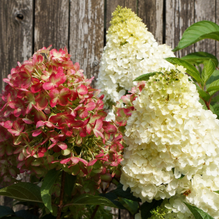 Hortenzia metlinatá (Hydrangea paniculata) ´GRAFFITI´® – výška 30-60 cm, kont. C2L