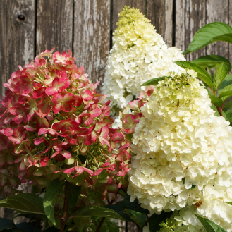Hortenzia metlinatá (Hydrangea paniculata) ´GRAFFITI´® – výška 30-60 cm, kont. C2L