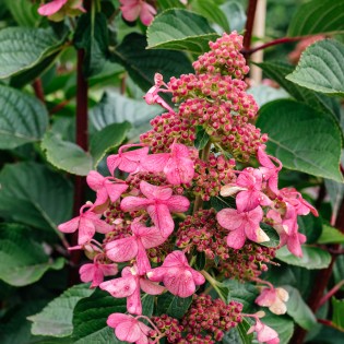 Hortenzia metlinatá (Hydrangea paniculata) ´LIVING INFINITY´® by LIVING CREATIONS® výška 20-30 cm, kont. C1,5L - 150 dní kvitnutia!