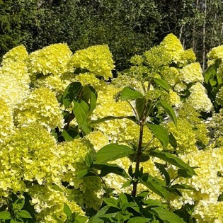 Hortenzia metlinatá (Hydrangea paniculata) ´PASTEL GREEN´® – výška 20-40 cm, kont. C2L
