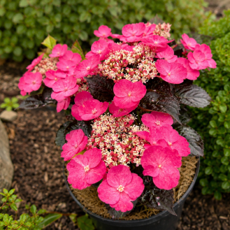 Hortenzia pílovitá (Hydrangea serrata) ´DAREDEVIL®´ – výška 20-30 cm, kont. C2L