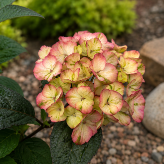 Hortenzia pílovitá (Hydrangea serrata) ´PREZIOSA´ – výška 10-20 cm, kont. C3L